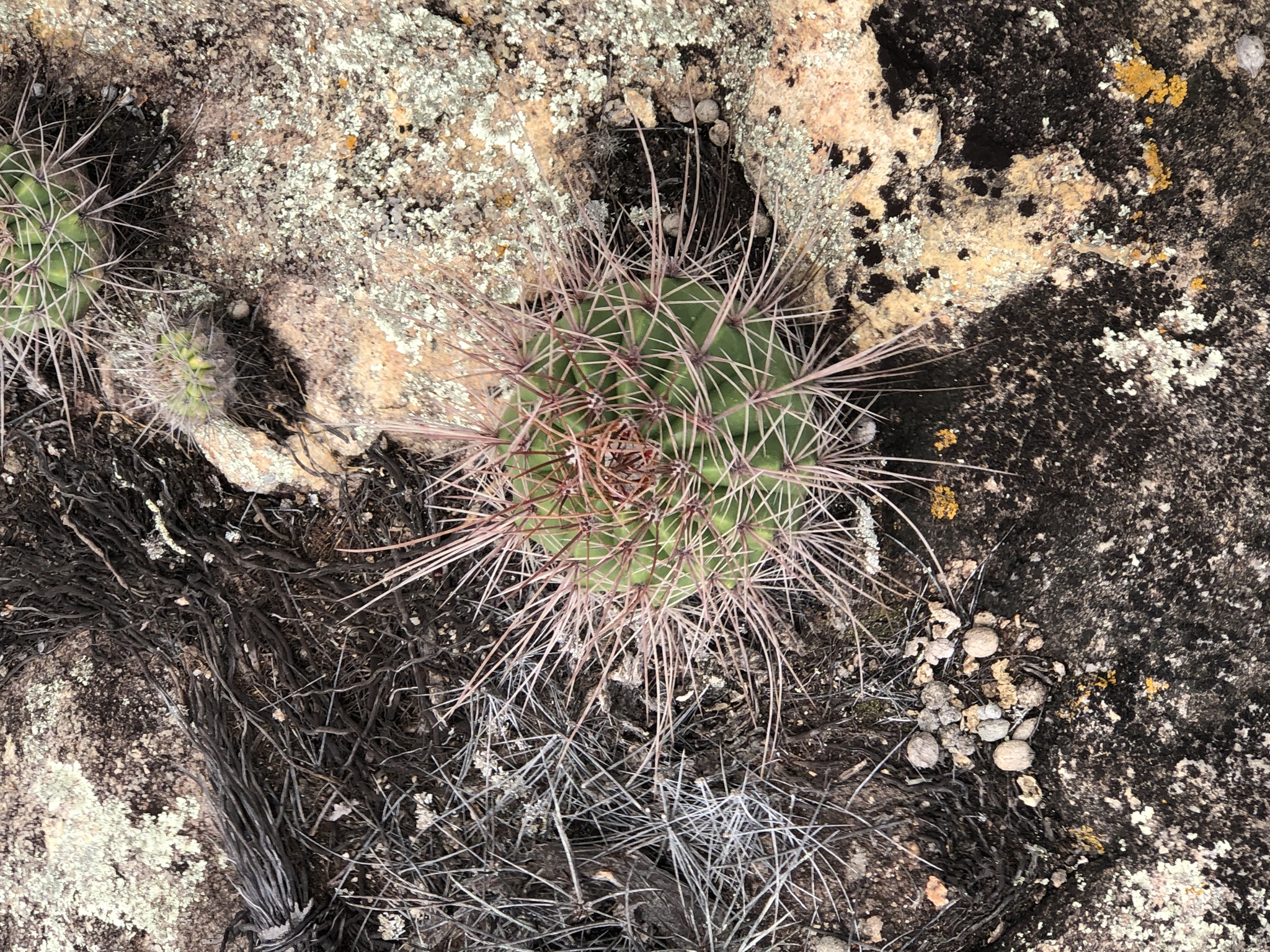 Melocactus ernestii