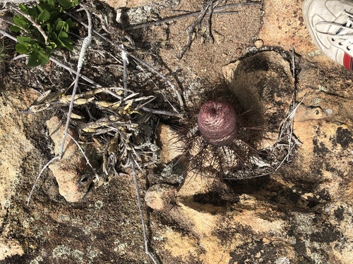 Melocactus ernestii