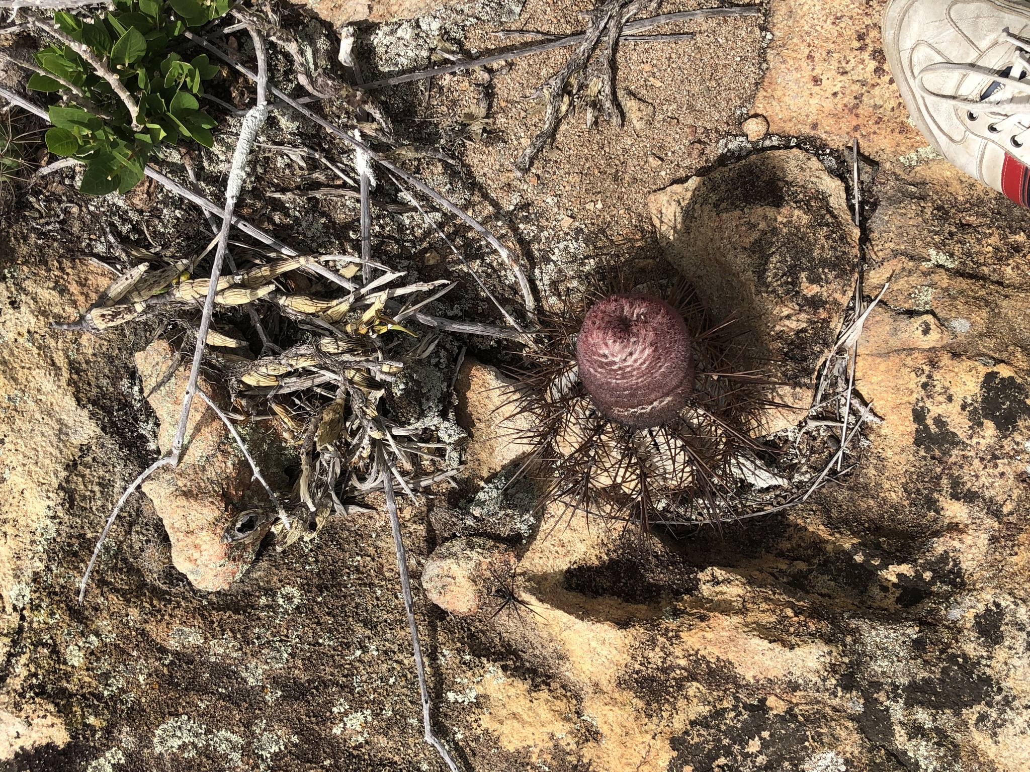 Melocactus ernestii