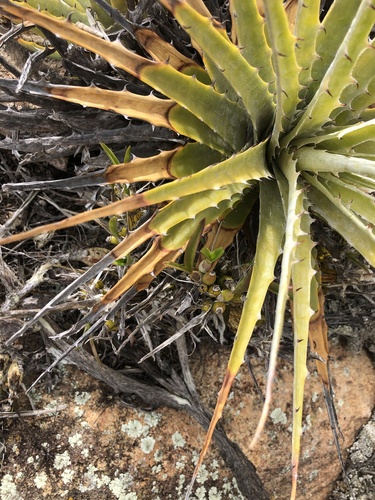 Encholirium spectabile