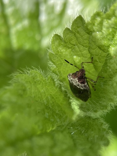 Woundwort Shield Bug, Watergraafsmeer, Amsterdam, Netherlands, photo 8 of 10