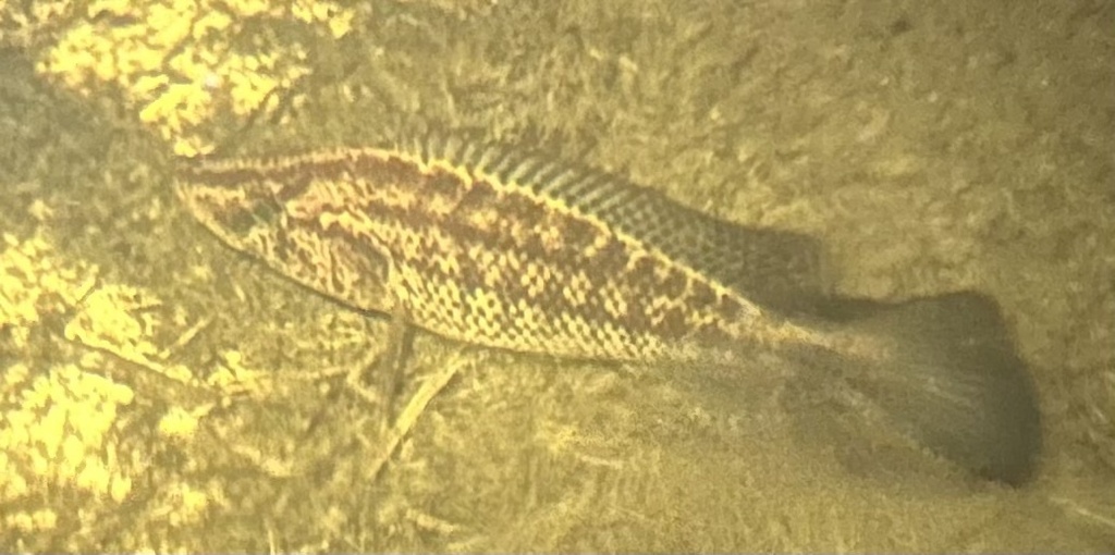 Speckleface bream (Serranochromis angusticeps) — Cichlidae