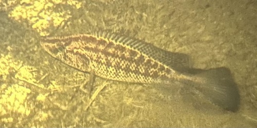 Speckleface bream (Serranochromis angusticeps) — Cichlidae