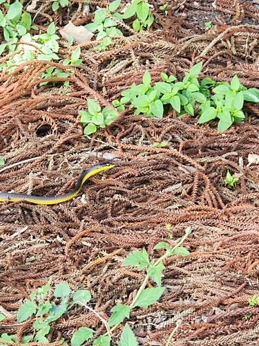 Common Tree Snake sighting