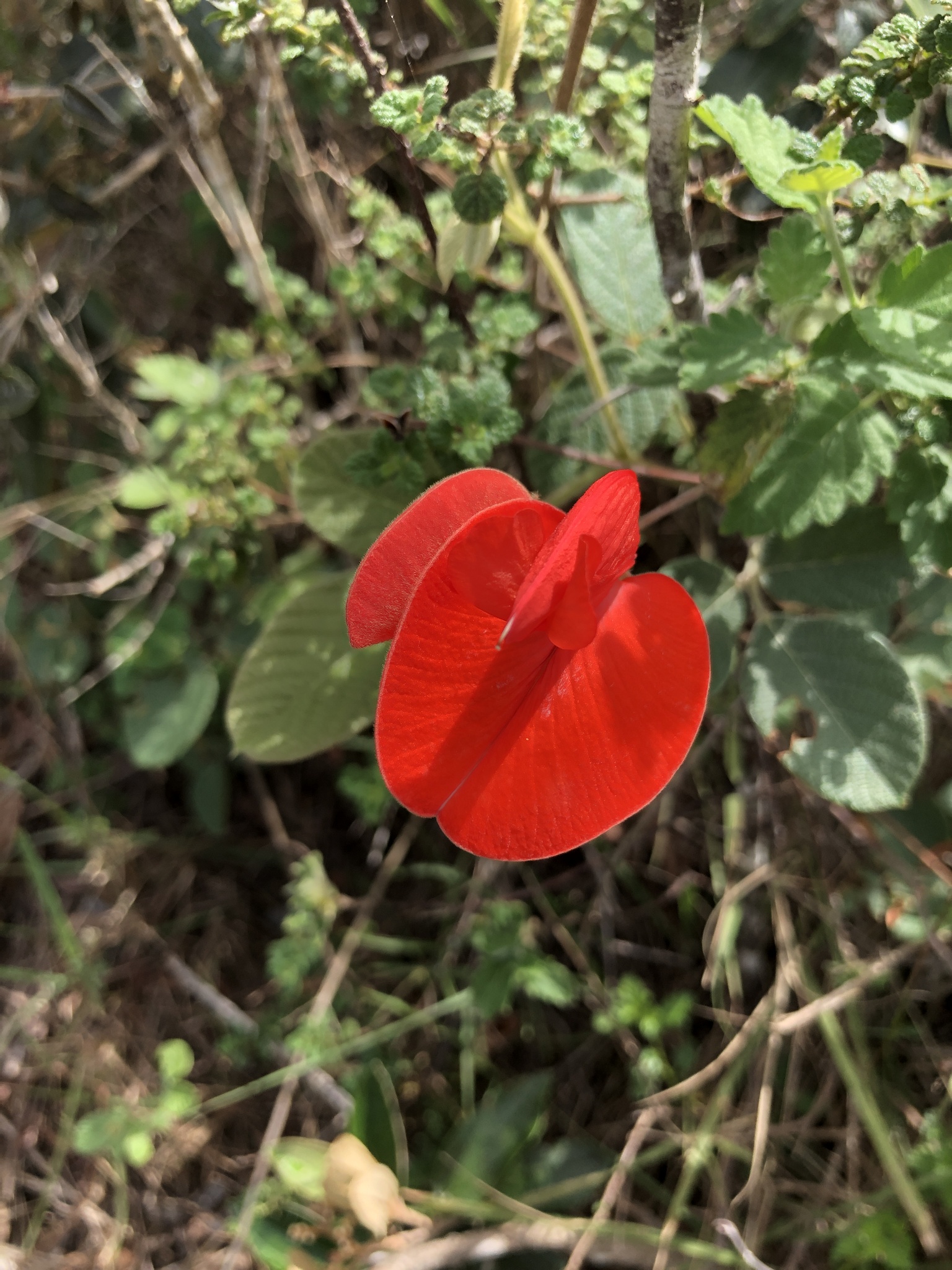 Periandra coccinea