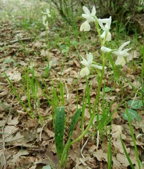 Orchis provincialis