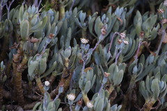 Curio crassulifolius