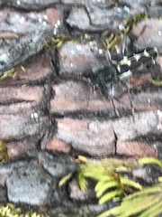 Neoclytus conjunctus