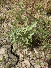 Malvella leprosa