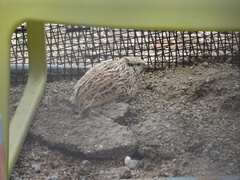 Coturnix