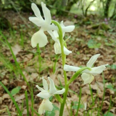 Orchis provincialis