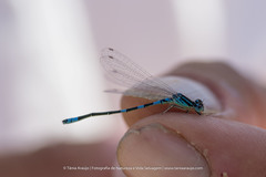 Coenagrion scitulum