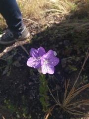 Phacelia grandiflora