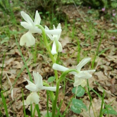 Orchis provincialis