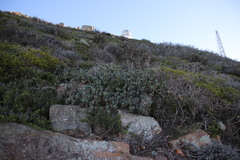 Curio crassulifolius