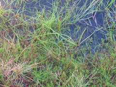 Laurembergia repens