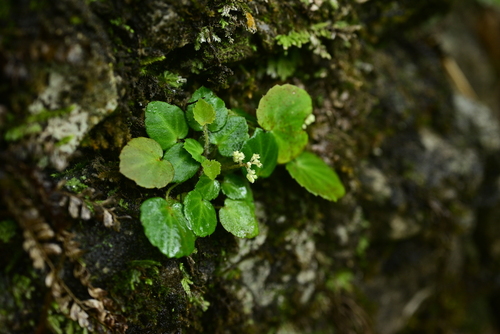 Tanakaea radicans iNat (3)