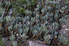Curio crassulifolius