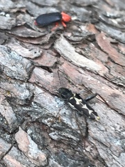 Neoclytus conjunctus