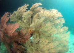 Melithaea