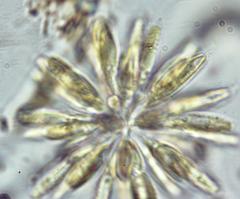 Synura adamsii