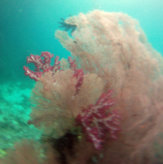 Melithaea
