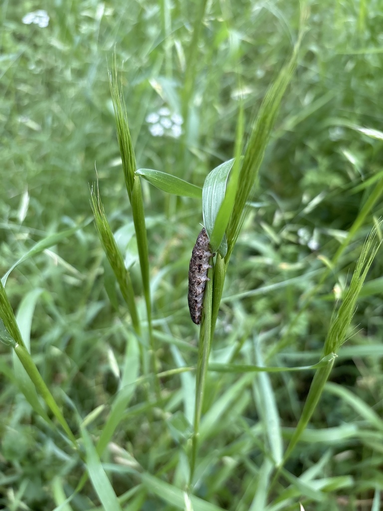 Cutworms and Dart Moths from University of the Incarnate Word, San ...