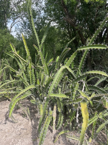 Acanthocereus tetragonus