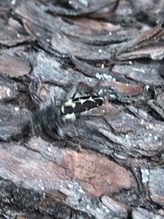 Neoclytus conjunctus