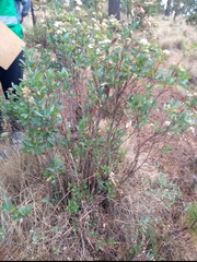 Ageratina glabrata