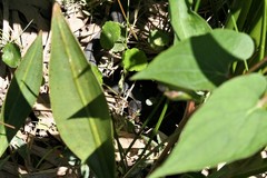 Nerodia erythrogaster