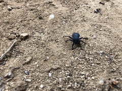 Microschatia inaequalis