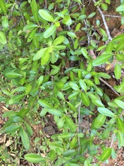 Pyracantha koidzumii