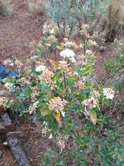 Ageratina glabrata