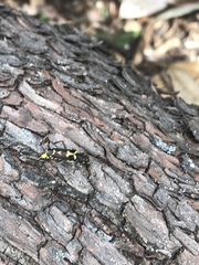 Neoclytus conjunctus