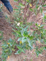 Ageratina glabrata