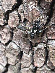 Neoclytus conjunctus