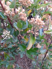 Ageratina glabrata
