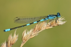 Coenagrion scitulum