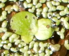 Spirodela polyrhiza
