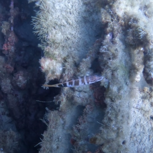 Painted Comber (Serranus scriba)