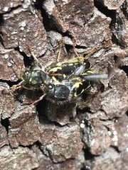 Neoclytus conjunctus