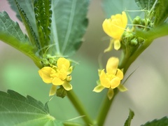(c) scallions, some rights reserved (CC BY) Corchorus capsularis, photograph (c) scallions, some rights reserved (CC BY)