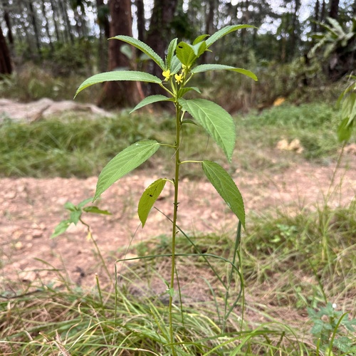 Corchorus capsularis, photograph 6
