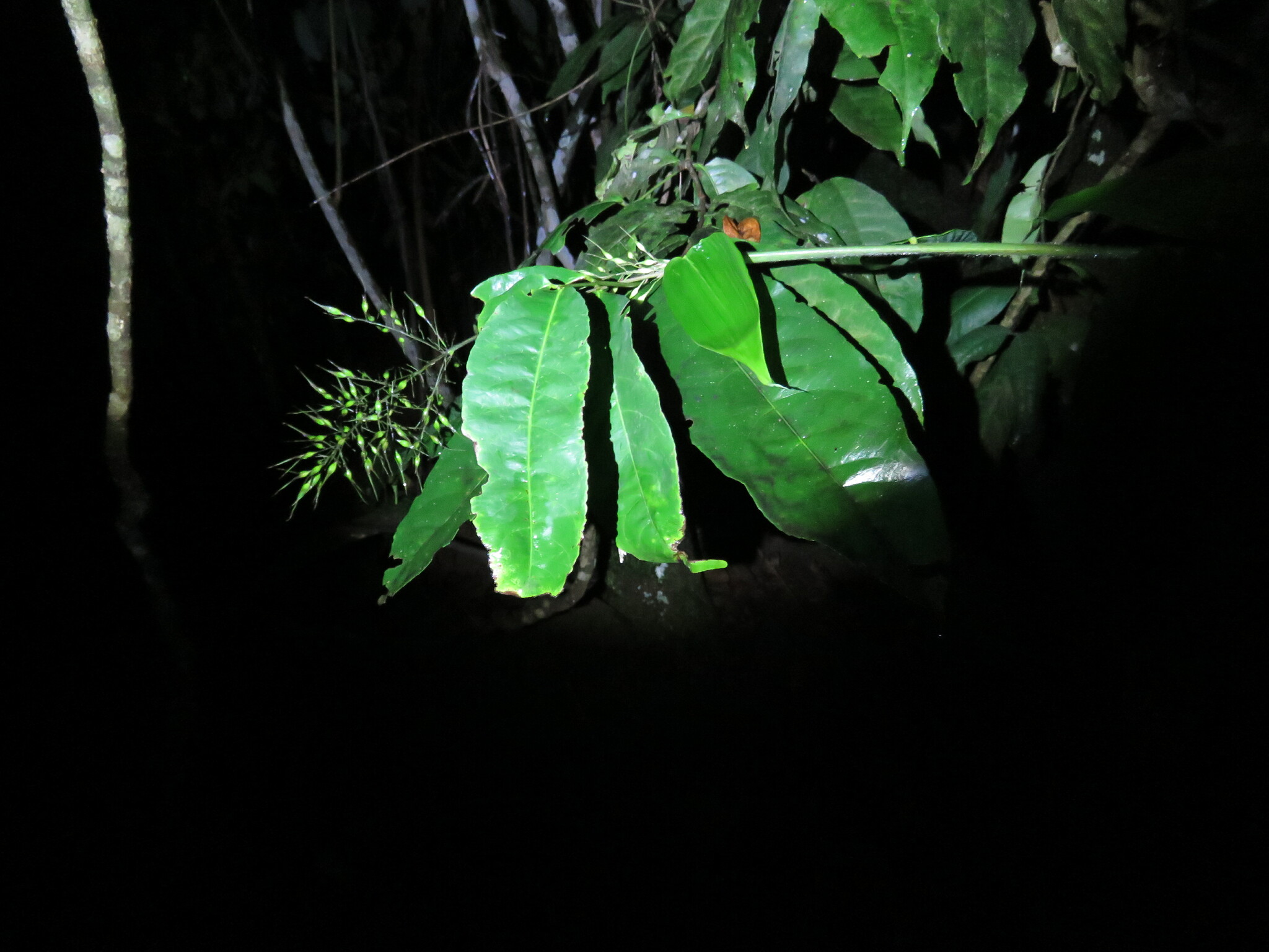 Olyra latifolia