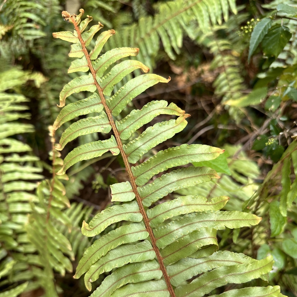 Ráng thận lân có lông – Nephrolepis hirsutula
