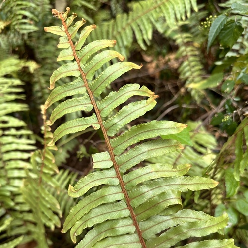 Rough Sword Fern (Nephrolepis hirsutula)
