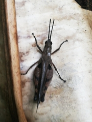 Xiphiola cyanoptera