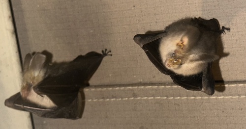 Hairy Slit-faced Bat