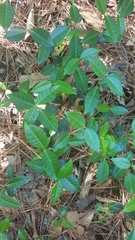 Trachelospermum jasminoides